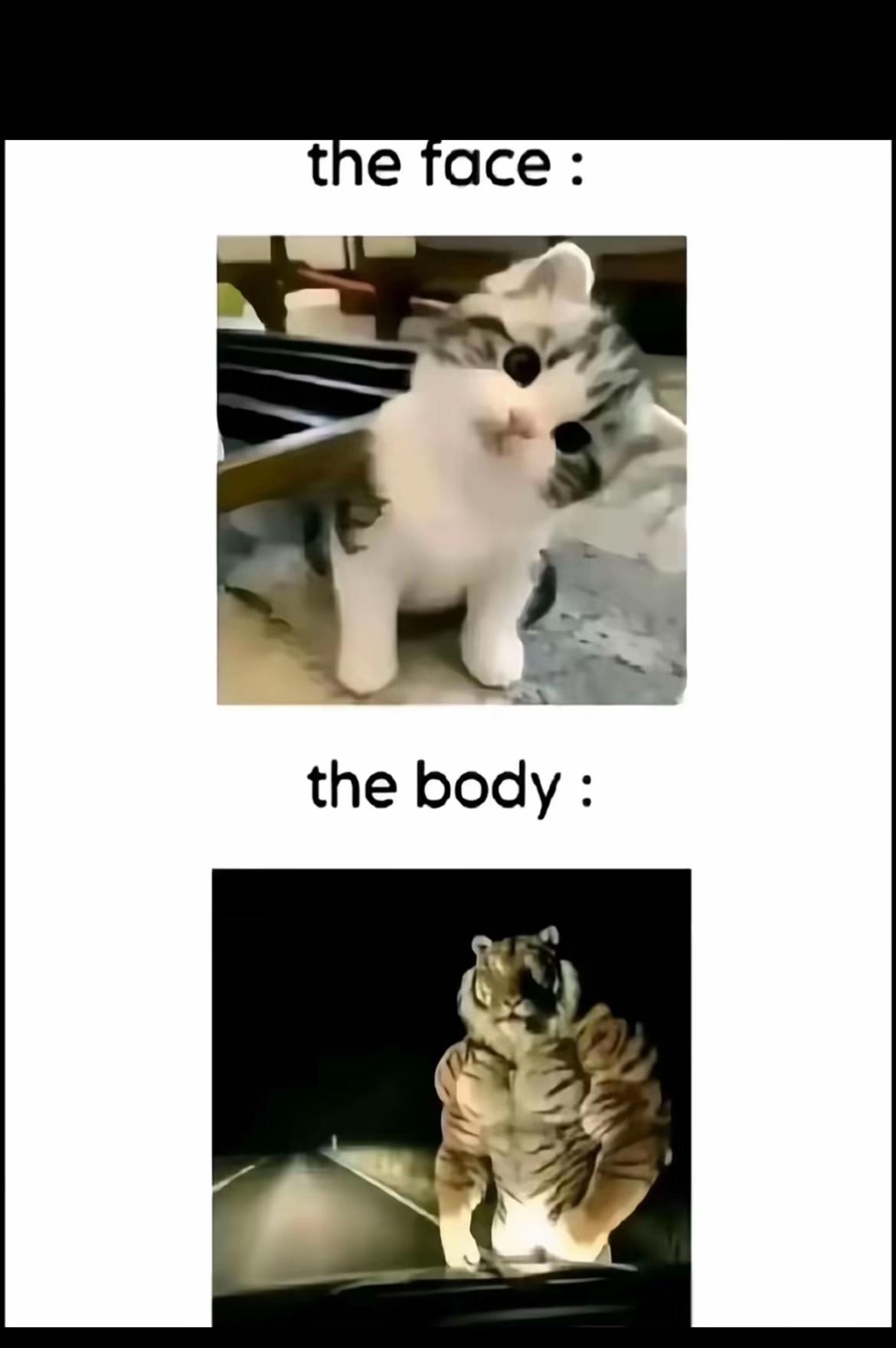 @freddy_Gymcell