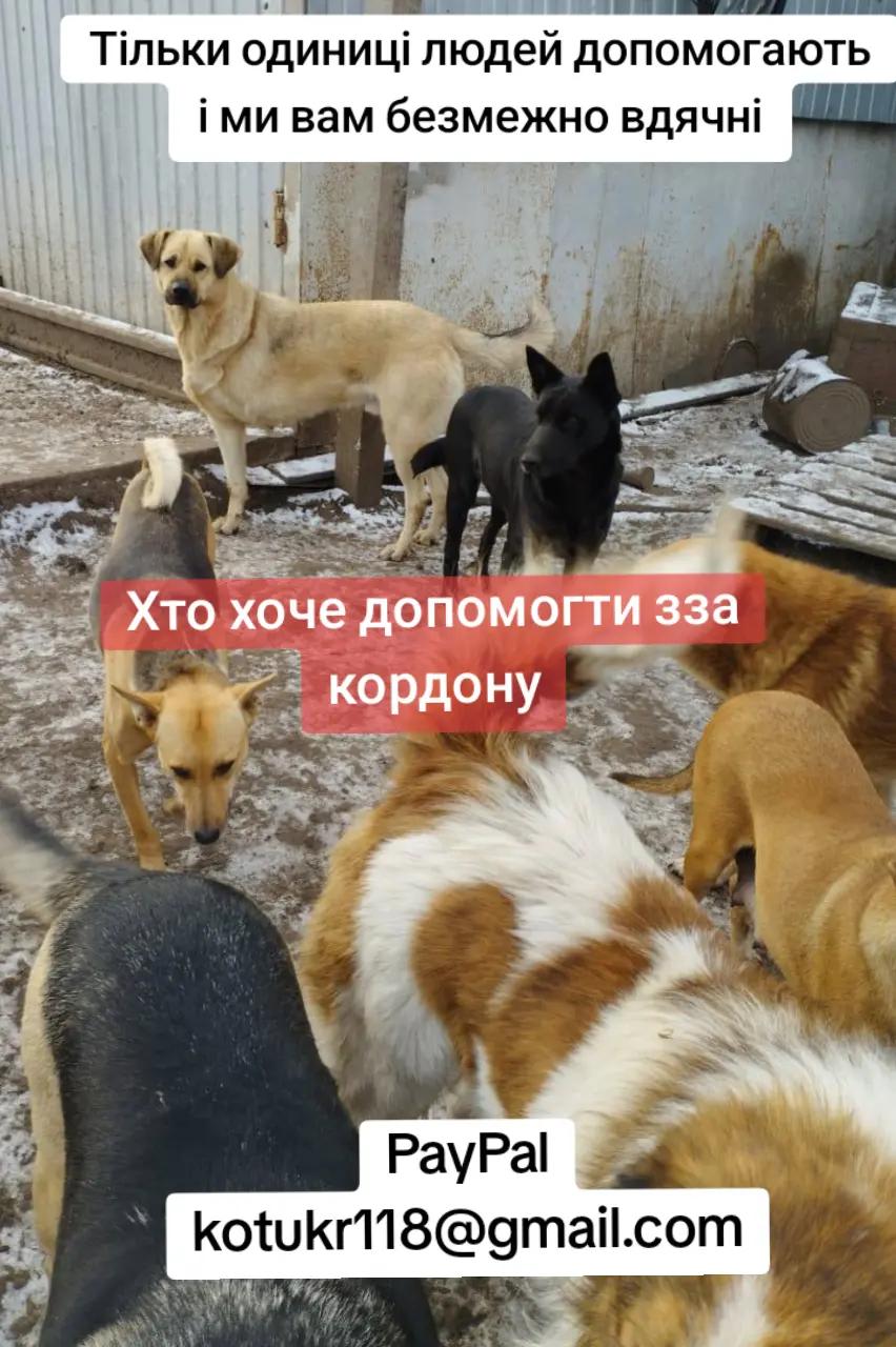 @tvarinkidobra