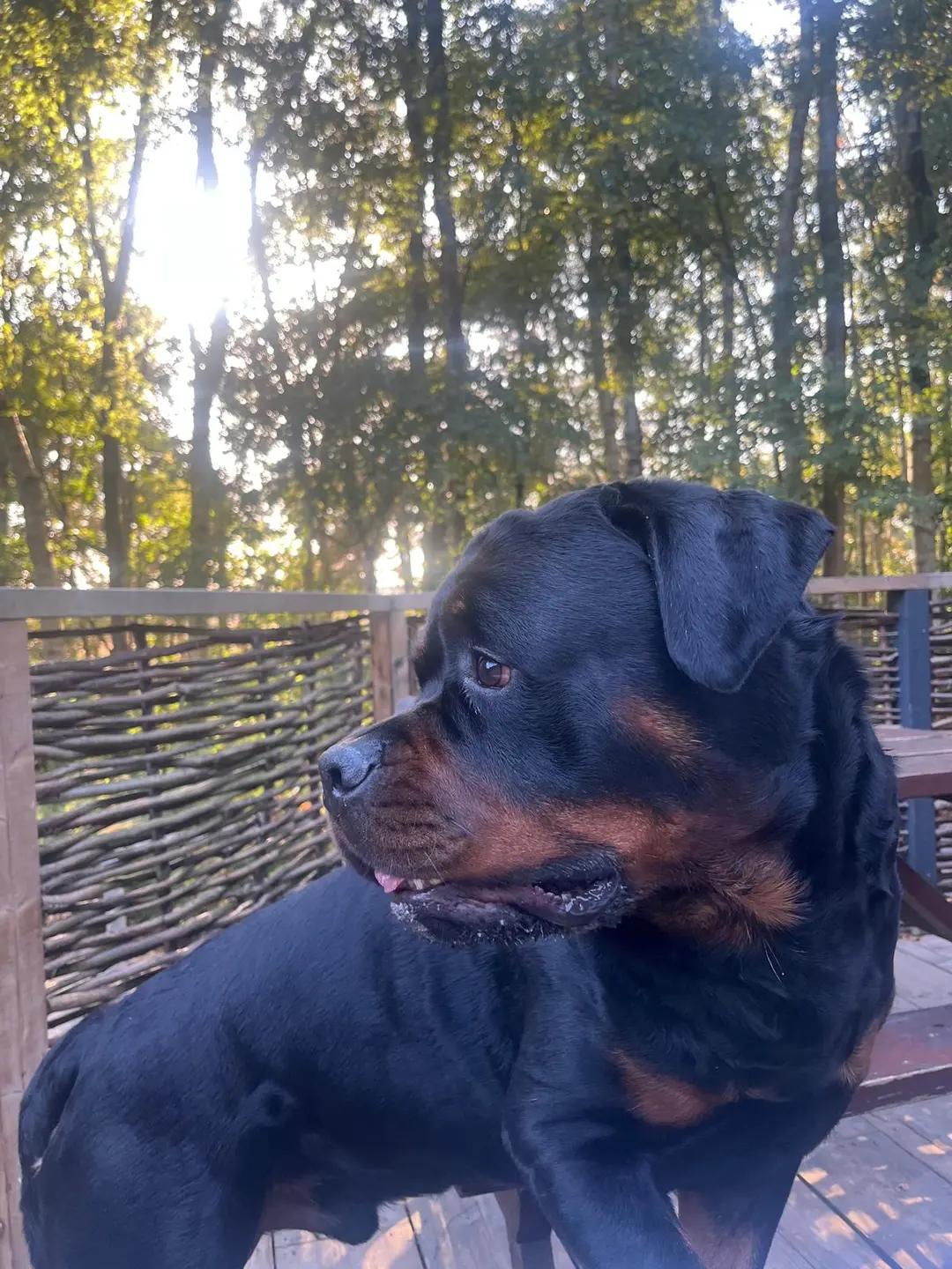 @Reggie the Rott