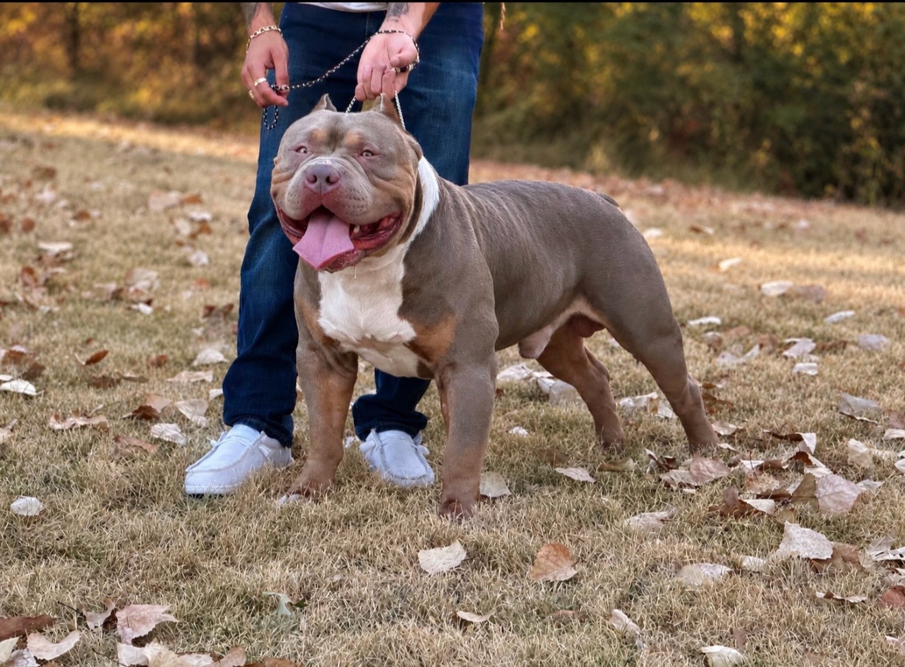 @Dtx_dogkennels
