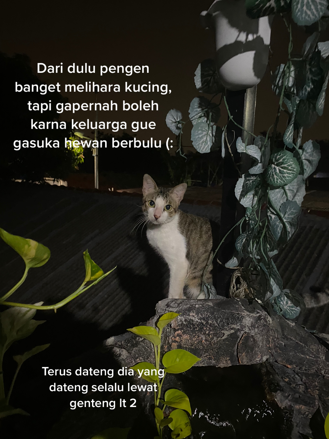 @Dika