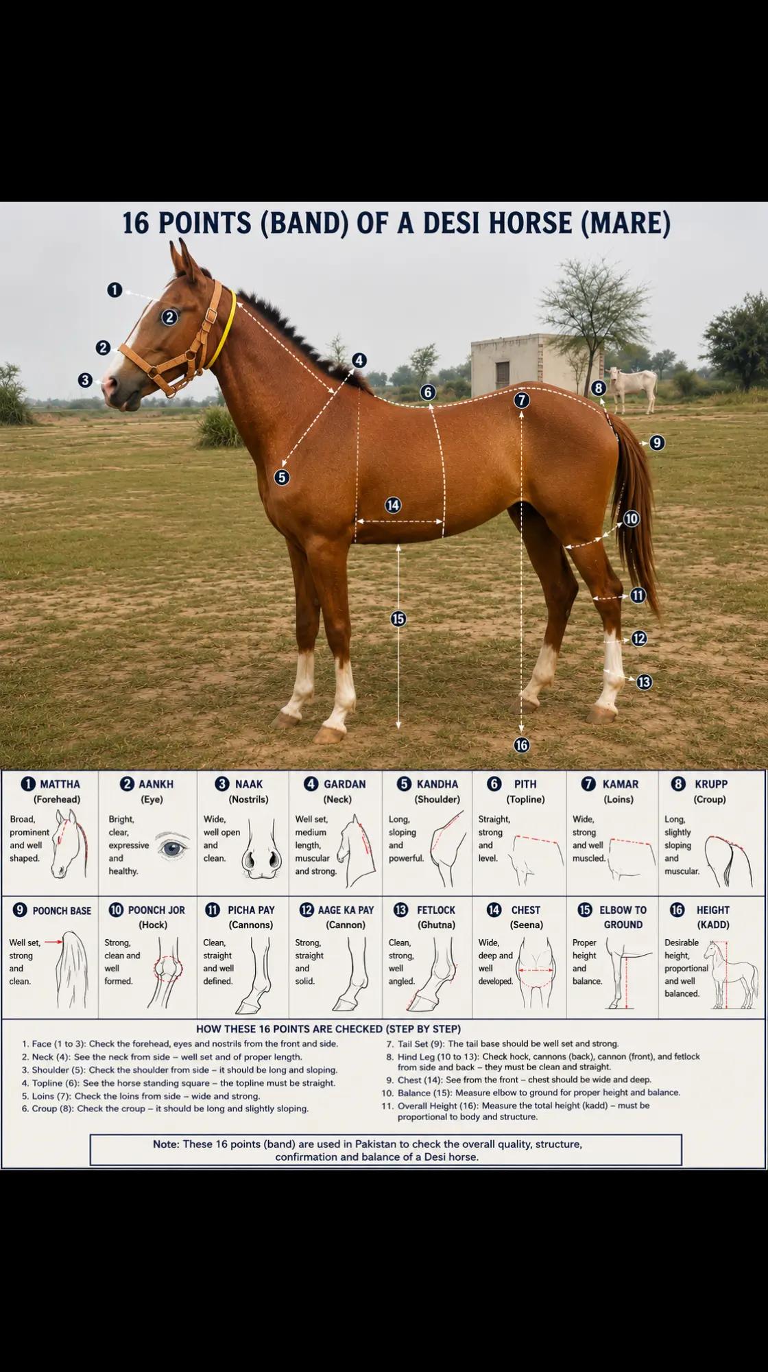 @hamara village sipyala🐴🐎🇵🇰
