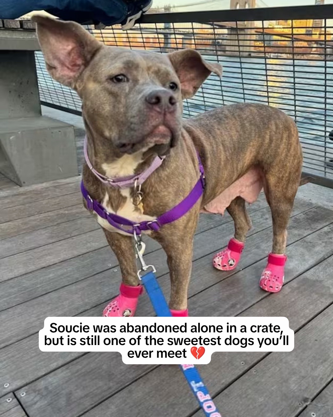 @Adopt a Pet
