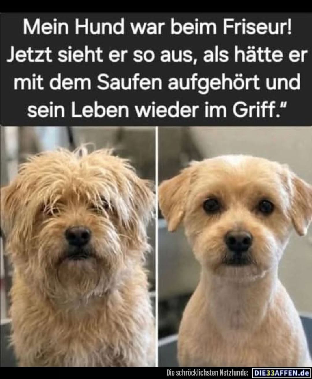 @DerSVMarder