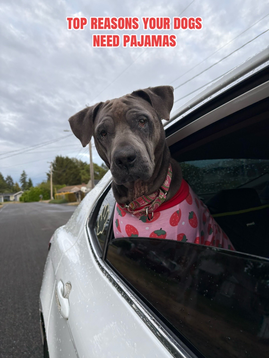 @kai•thedogmother🐾