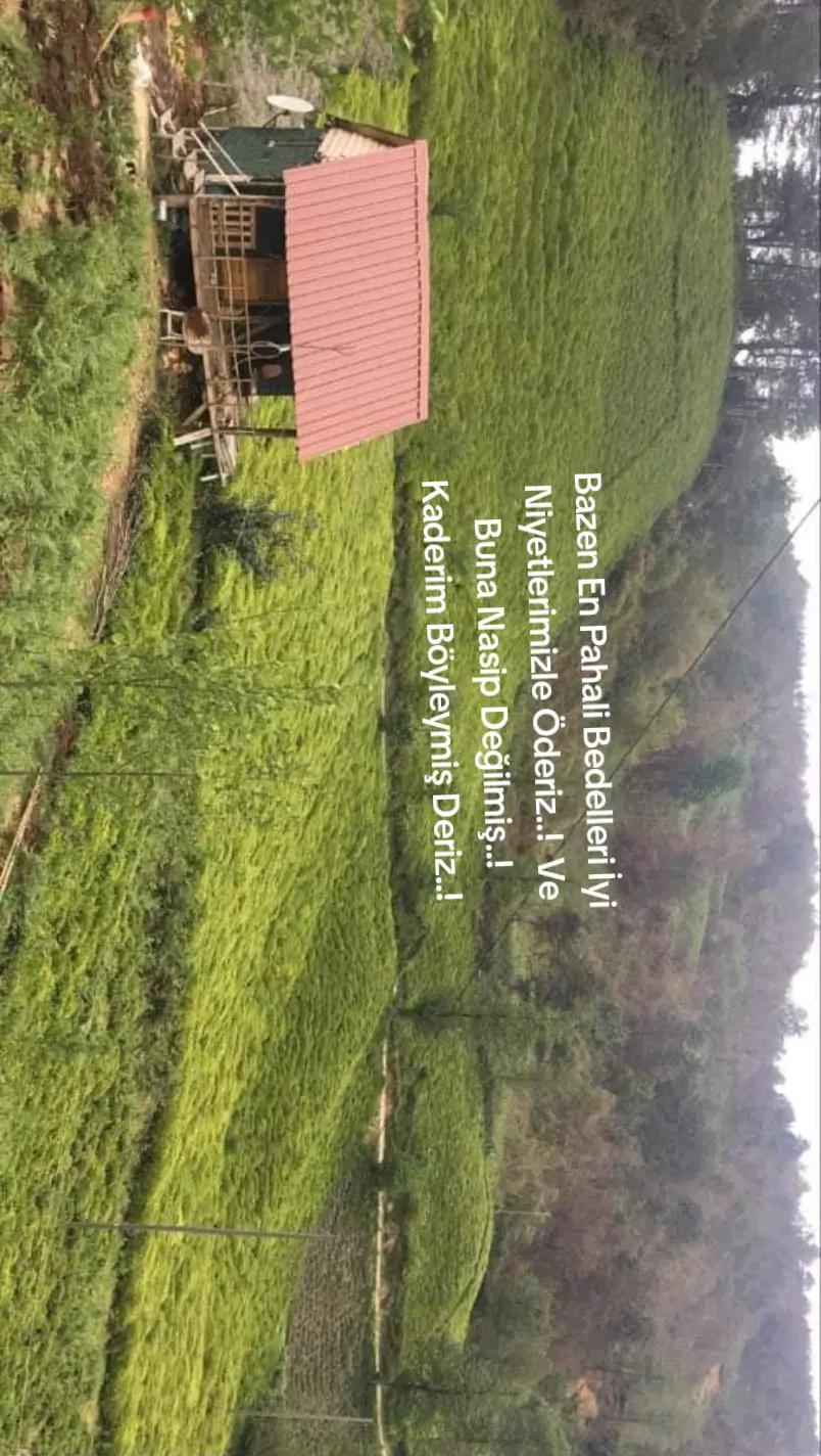 @&ccedil;ilekeş