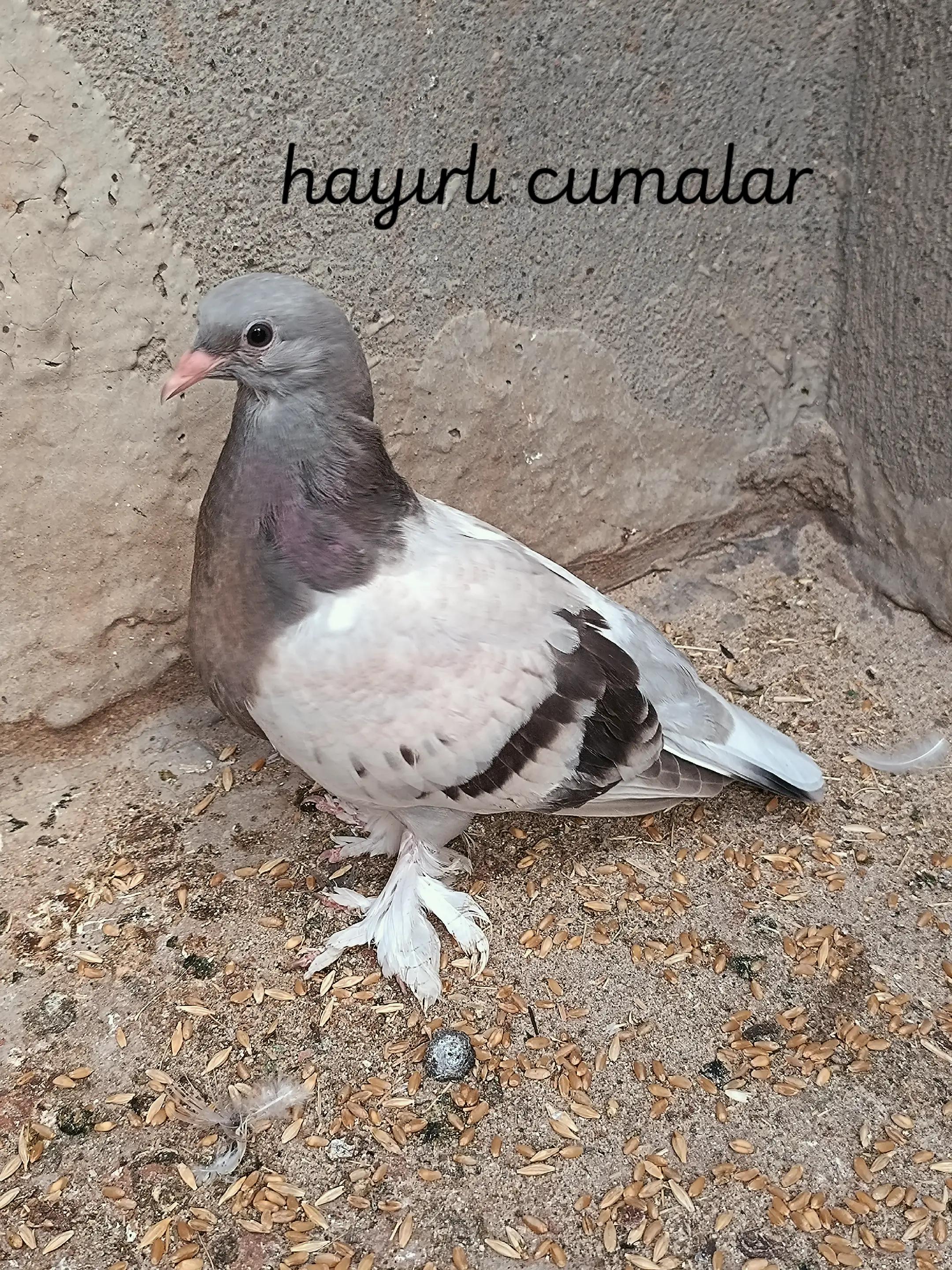 @esmer_xx47s