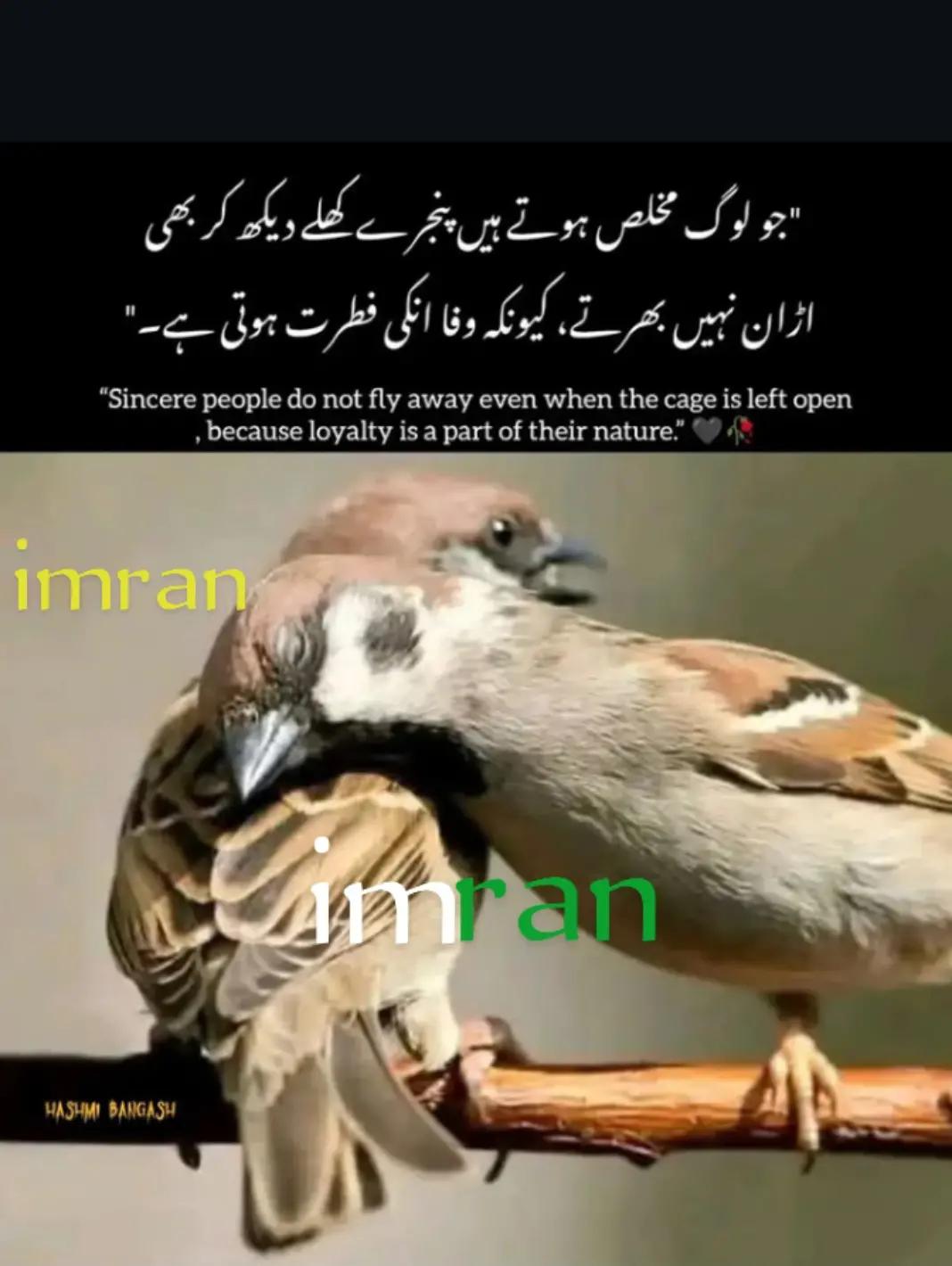 @imranwrites52