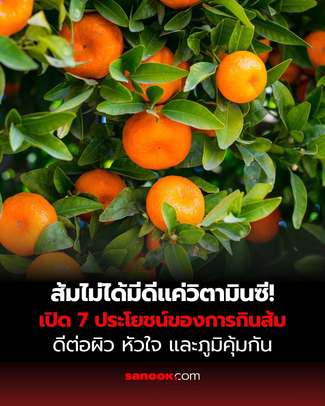 @sanook.com