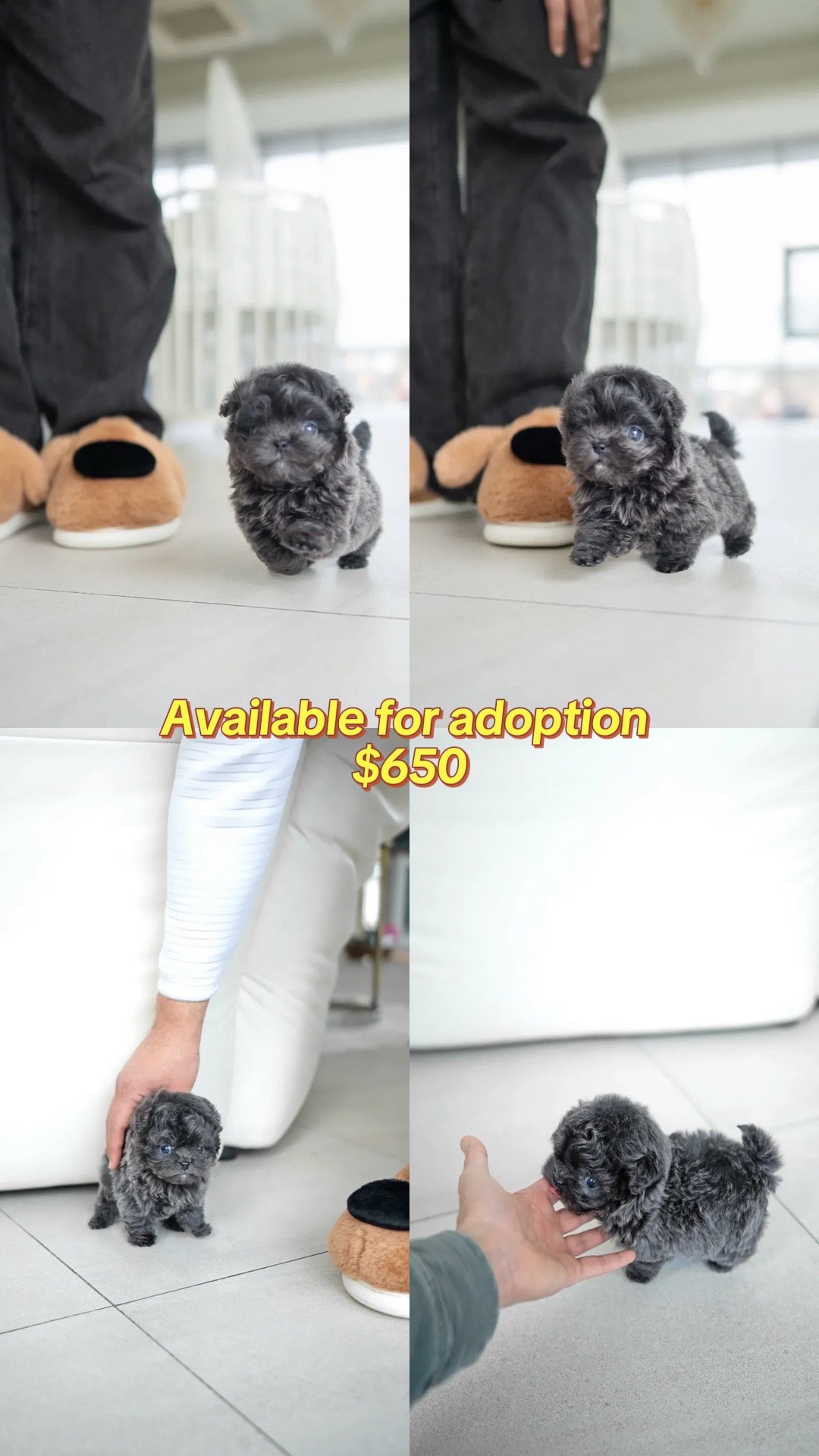 @Aloha Teacup Puppies