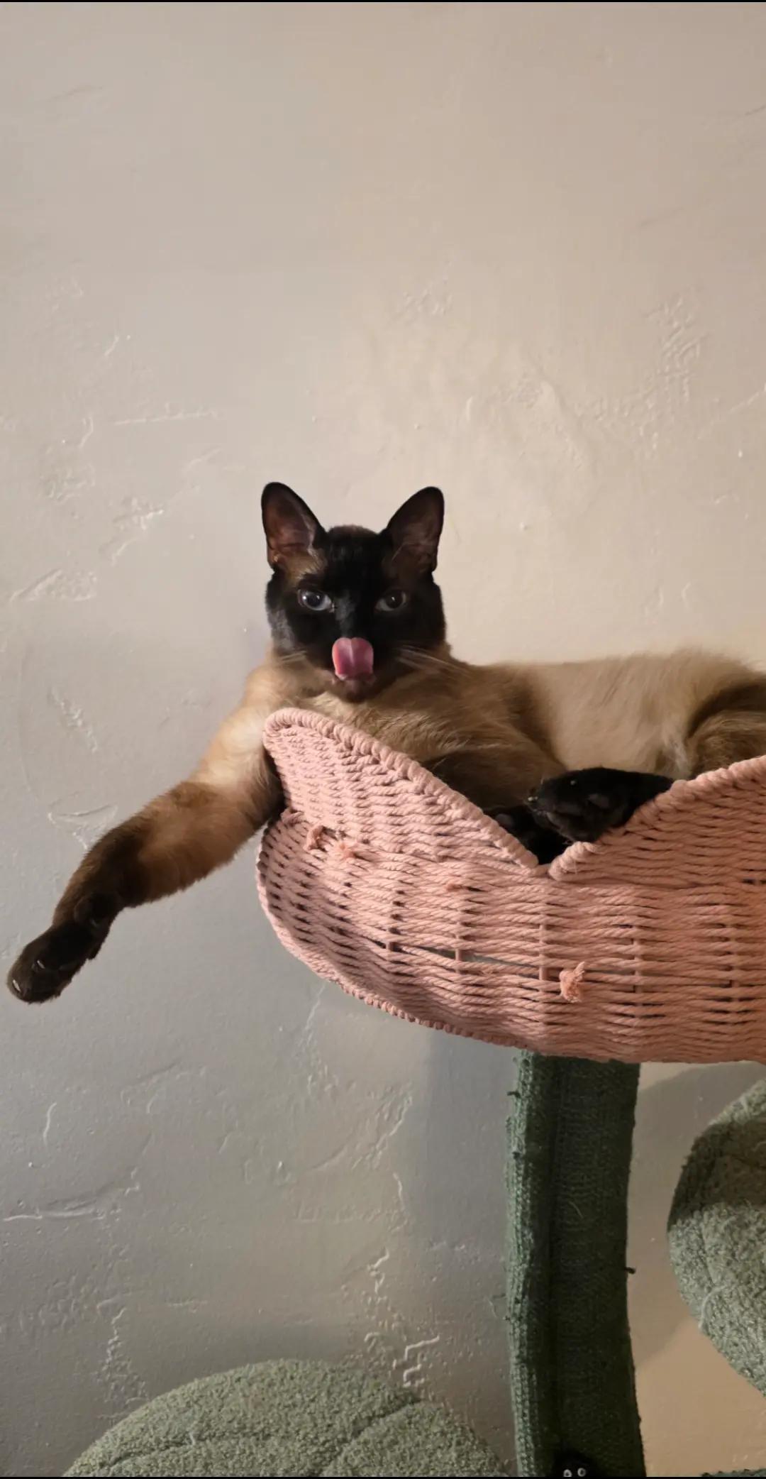@𝕬𝖓𝖌𝖎𝖊 🐆🍒🍸