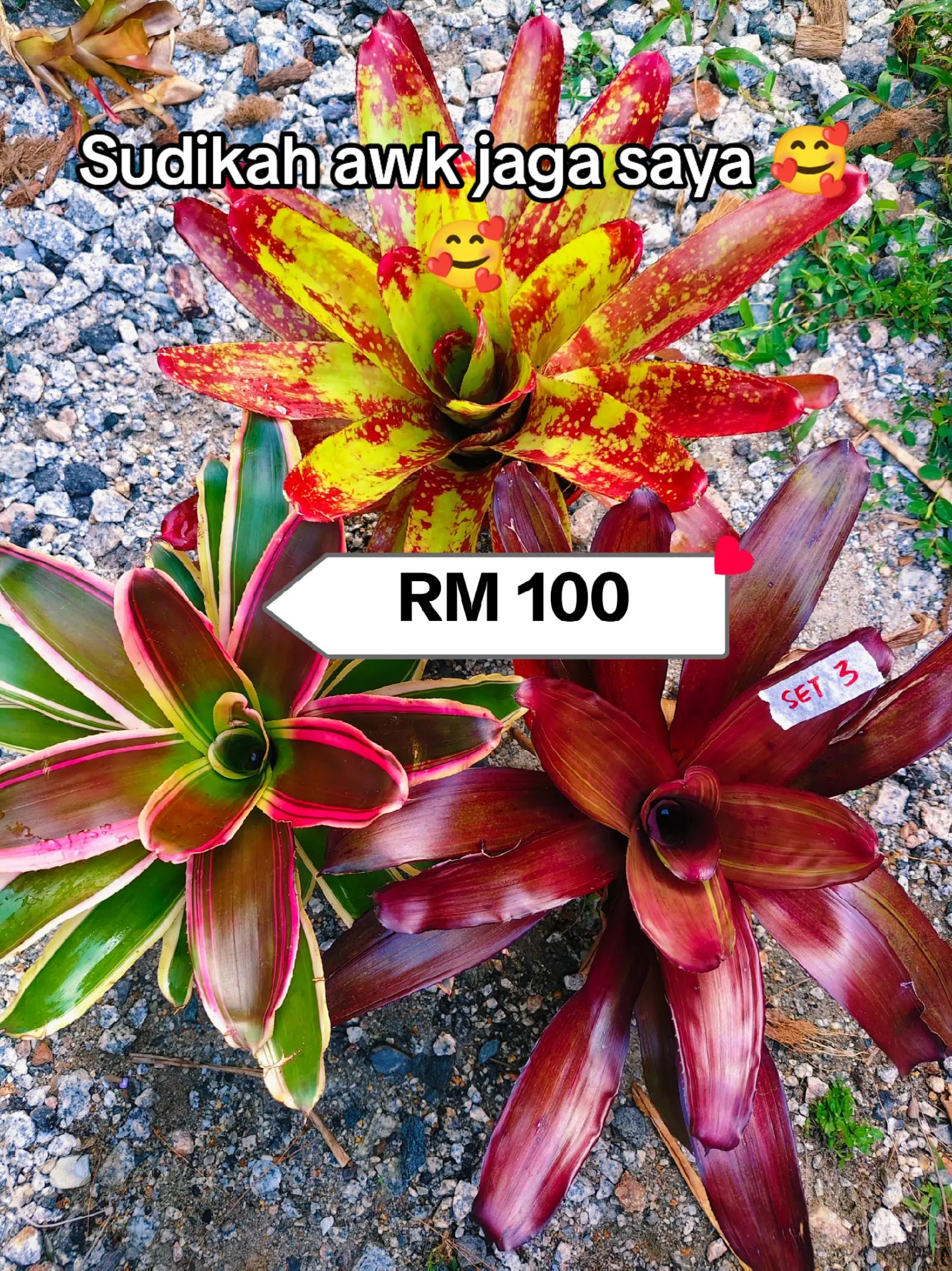 @MEKNA Garden
