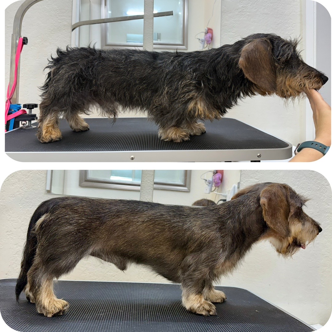 @Julia_theGroomer