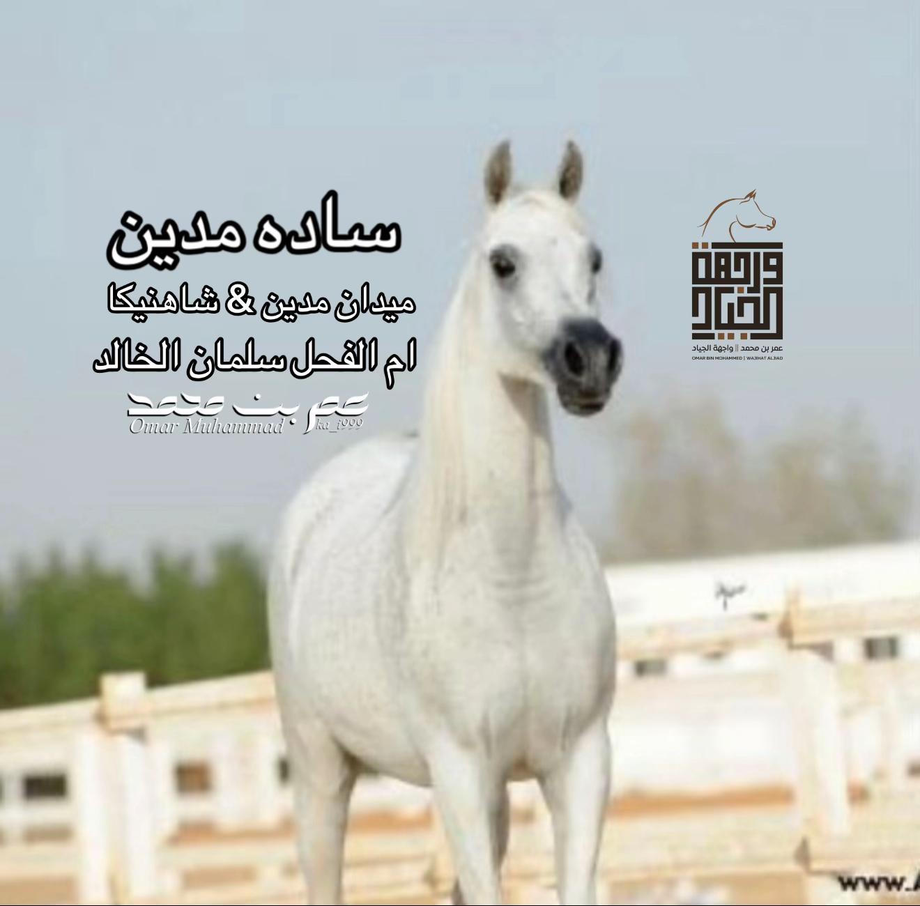 @عمر بن محمد | واجهة الجـياد🏅