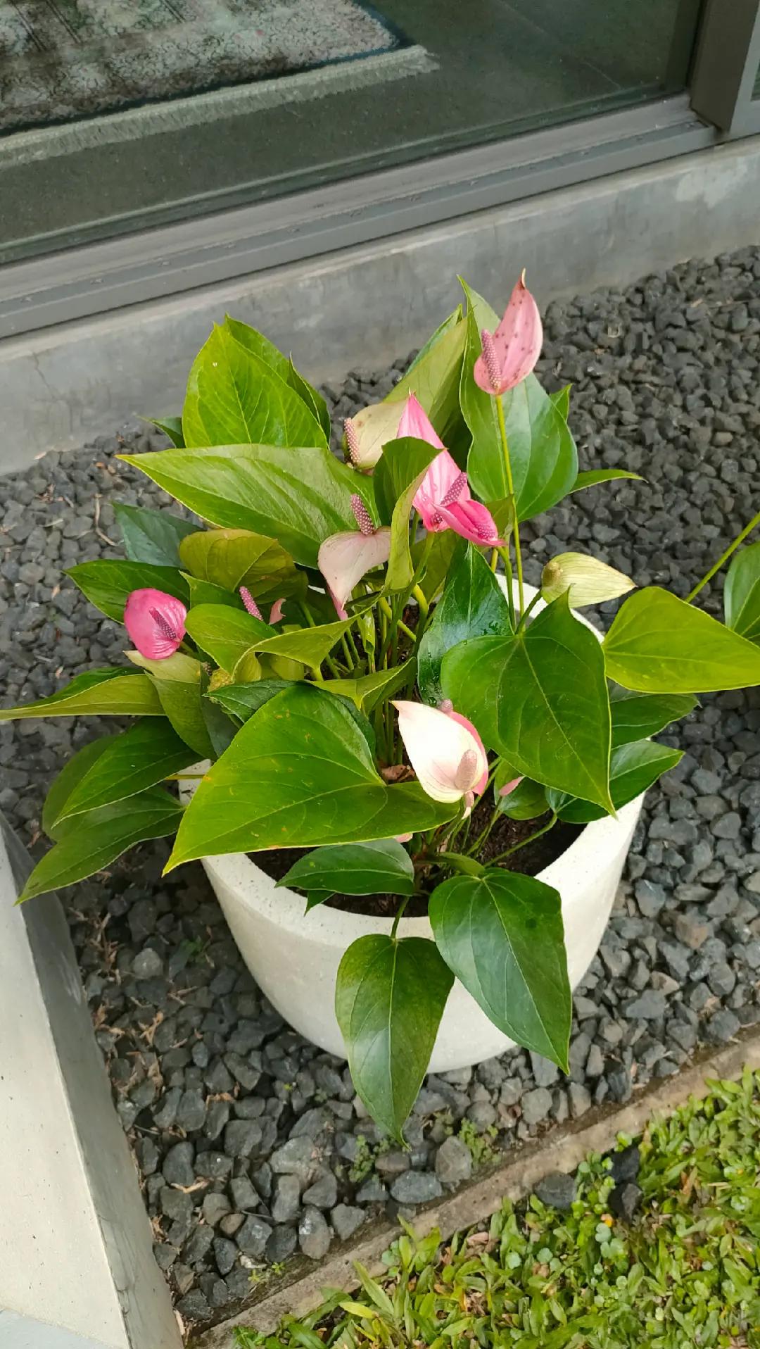@ace ilham florist