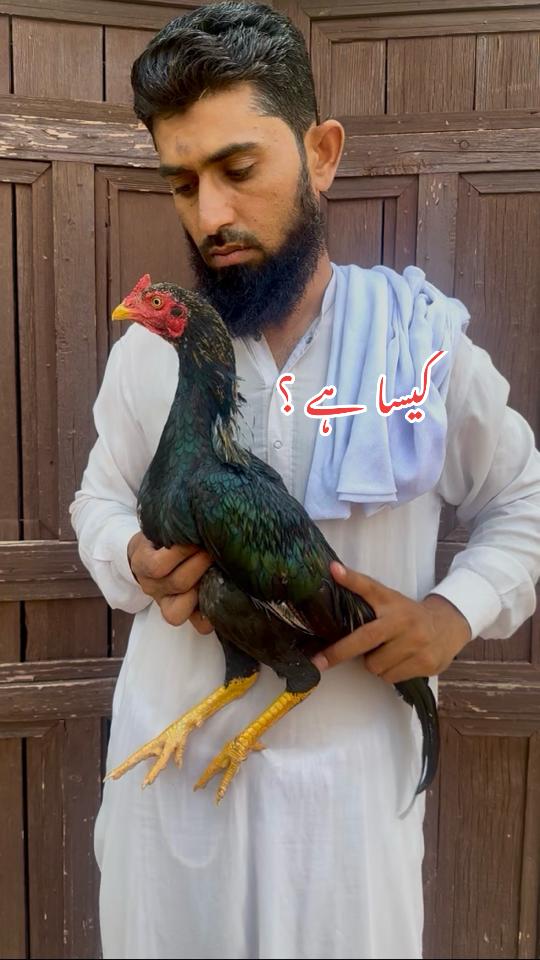 @Poultry Markaz