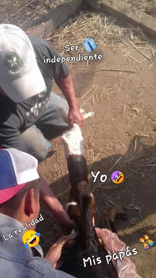 @🩺M&eacute;dico Veterinario Vilchis🤠