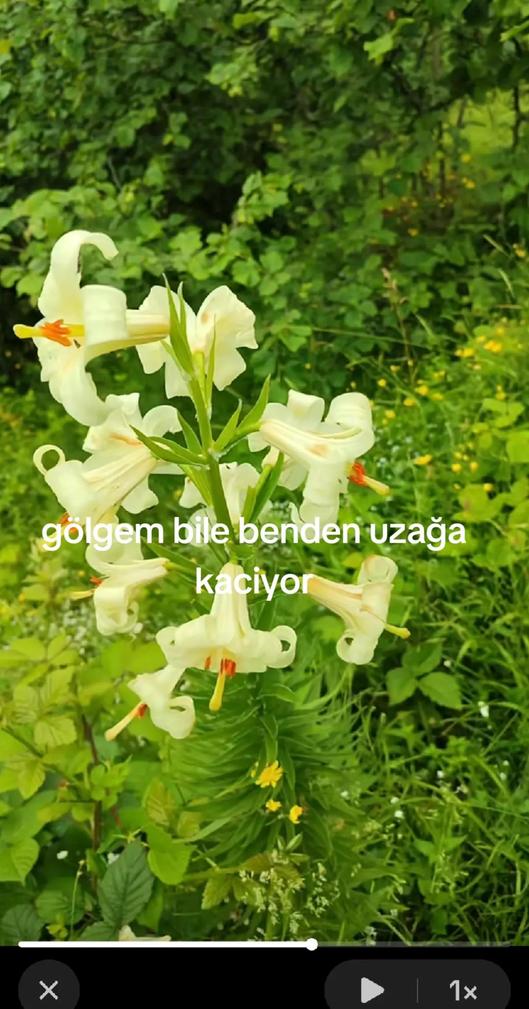 @Karako&ccedil;