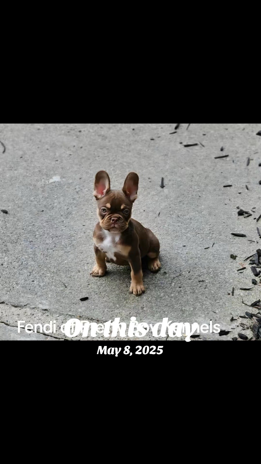 @prettyboykennels