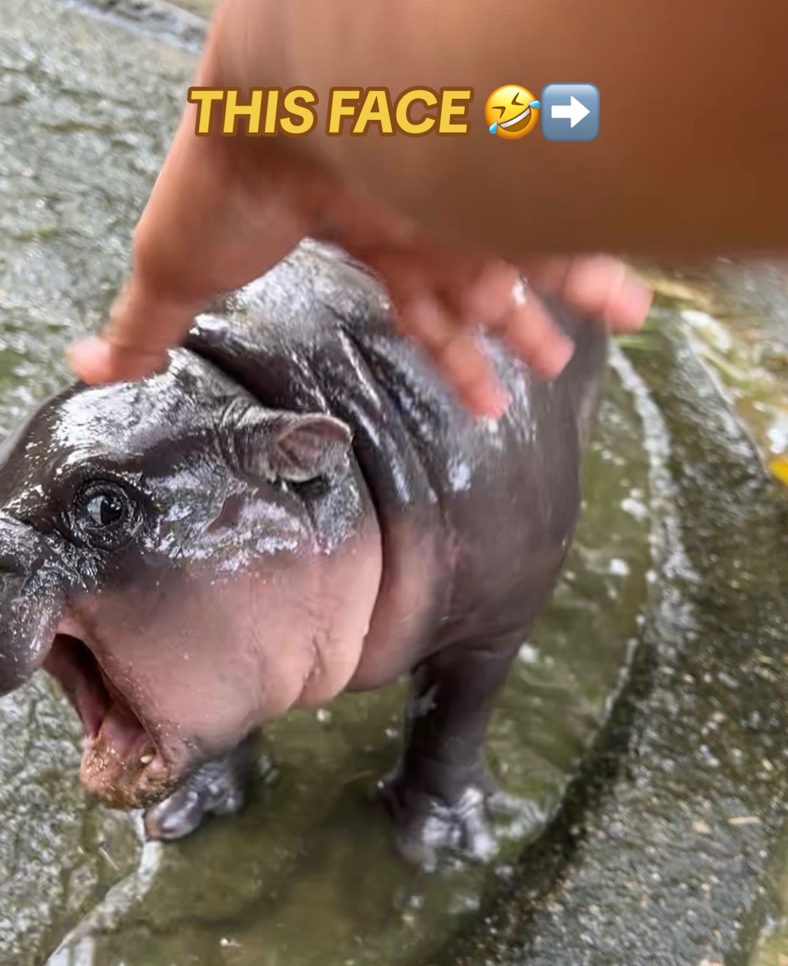 @babyhippoco