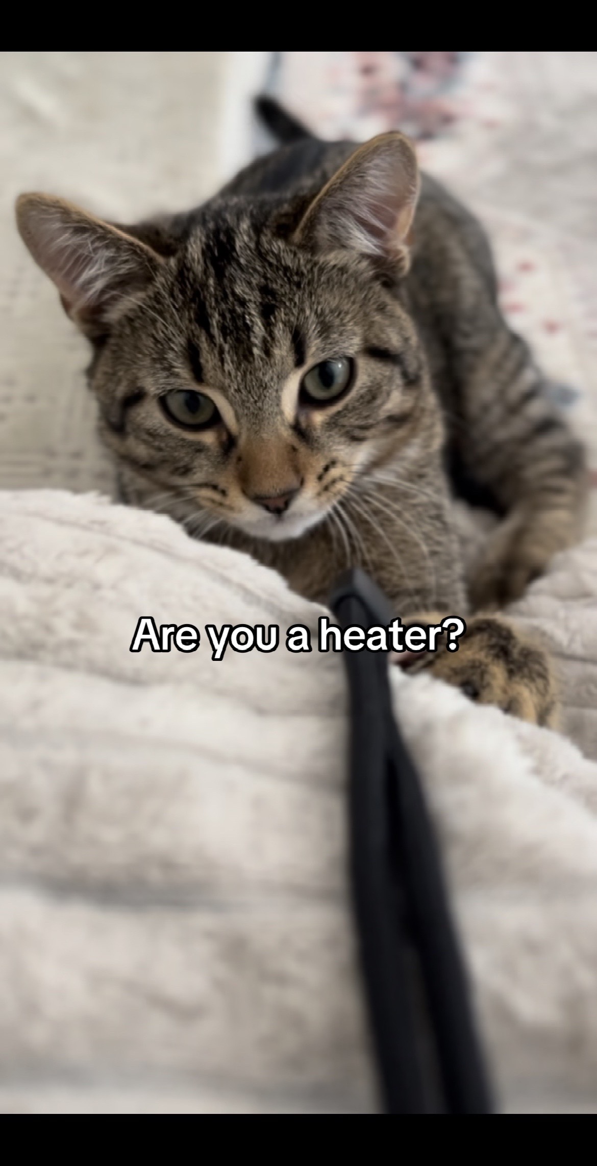@Haadi 🐱