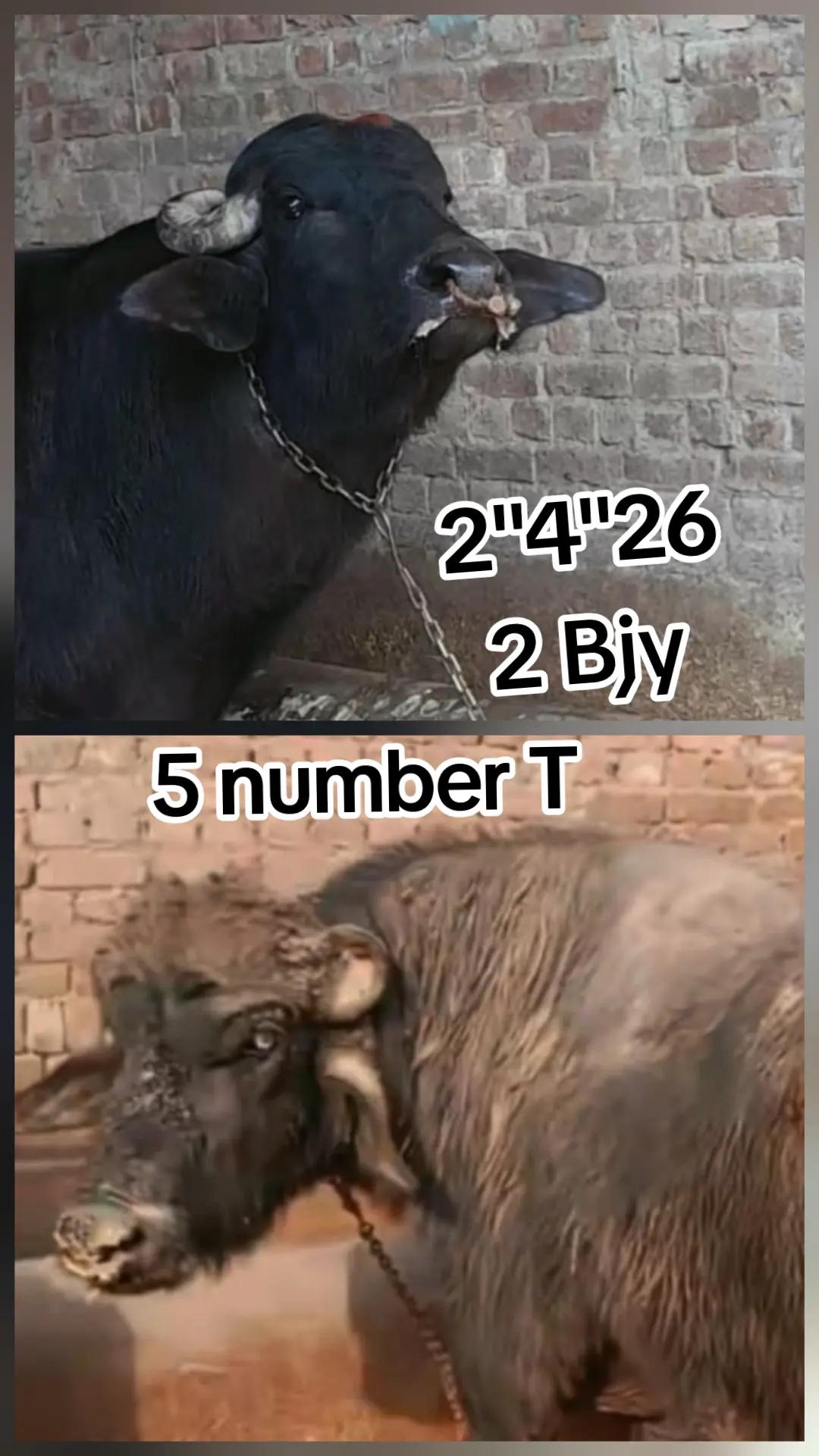@Honey singh('gujjar')