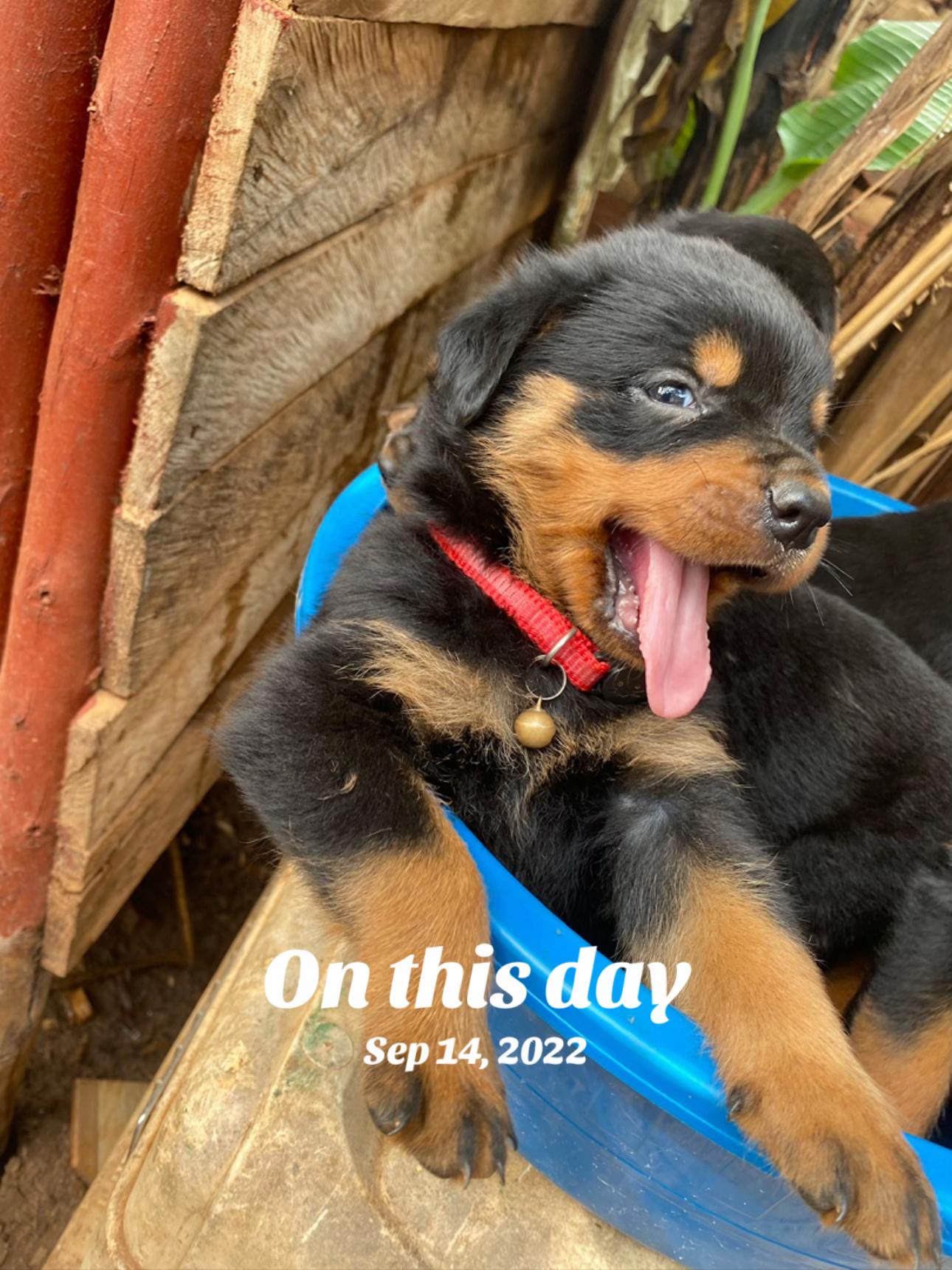 @Chenil d’ Arthoùros 🐶🐾
