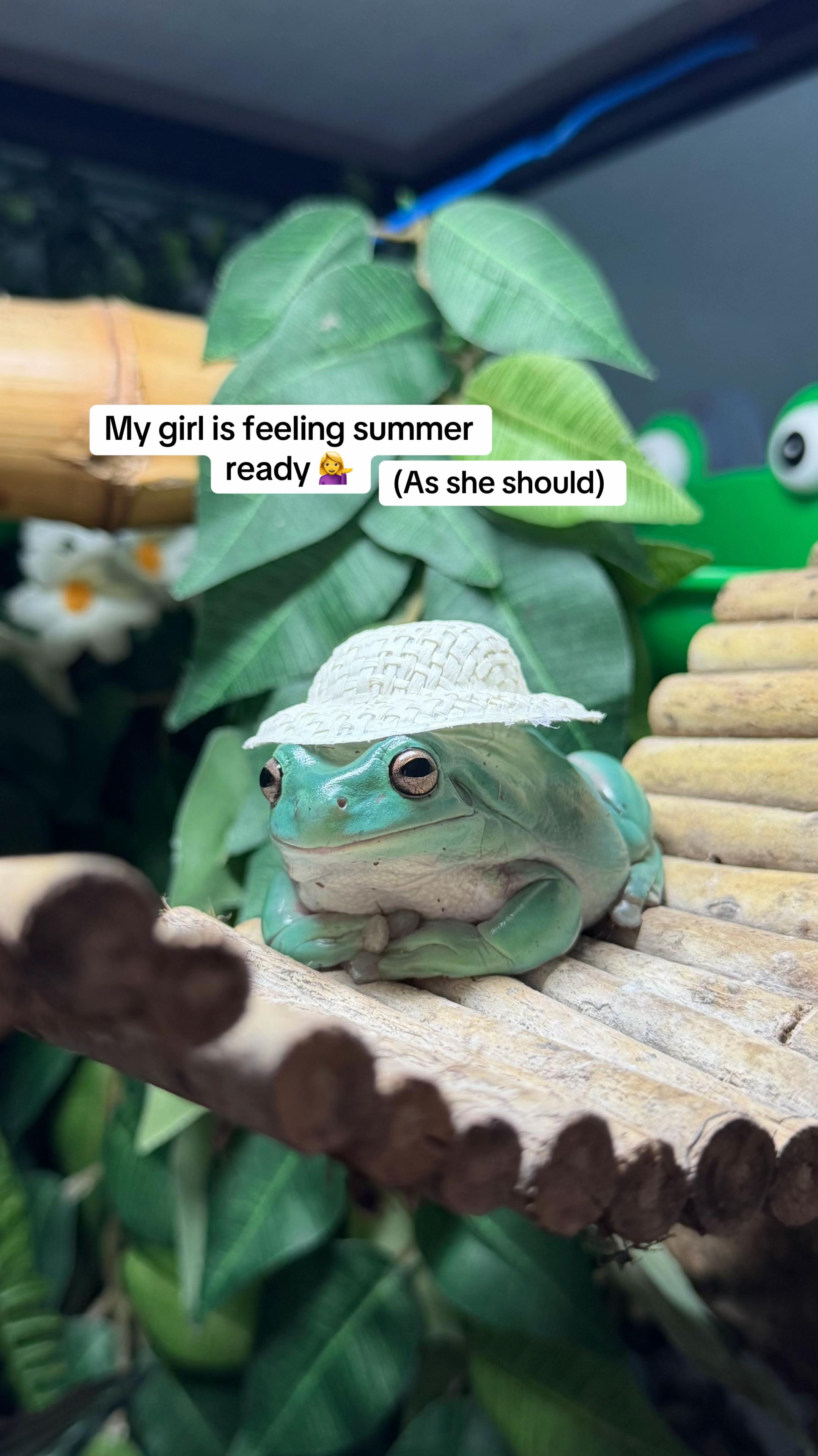 @frogsandoddities