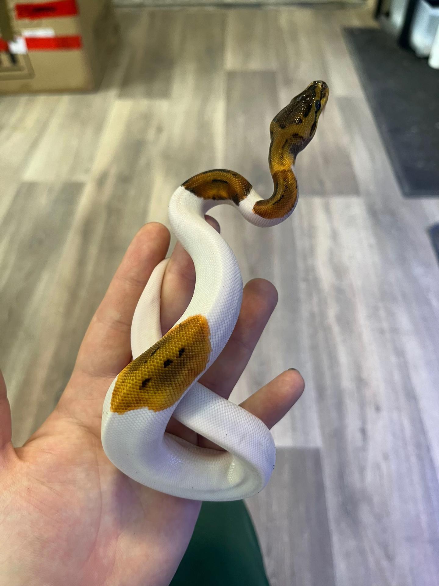@Dobs Pets and Exotics