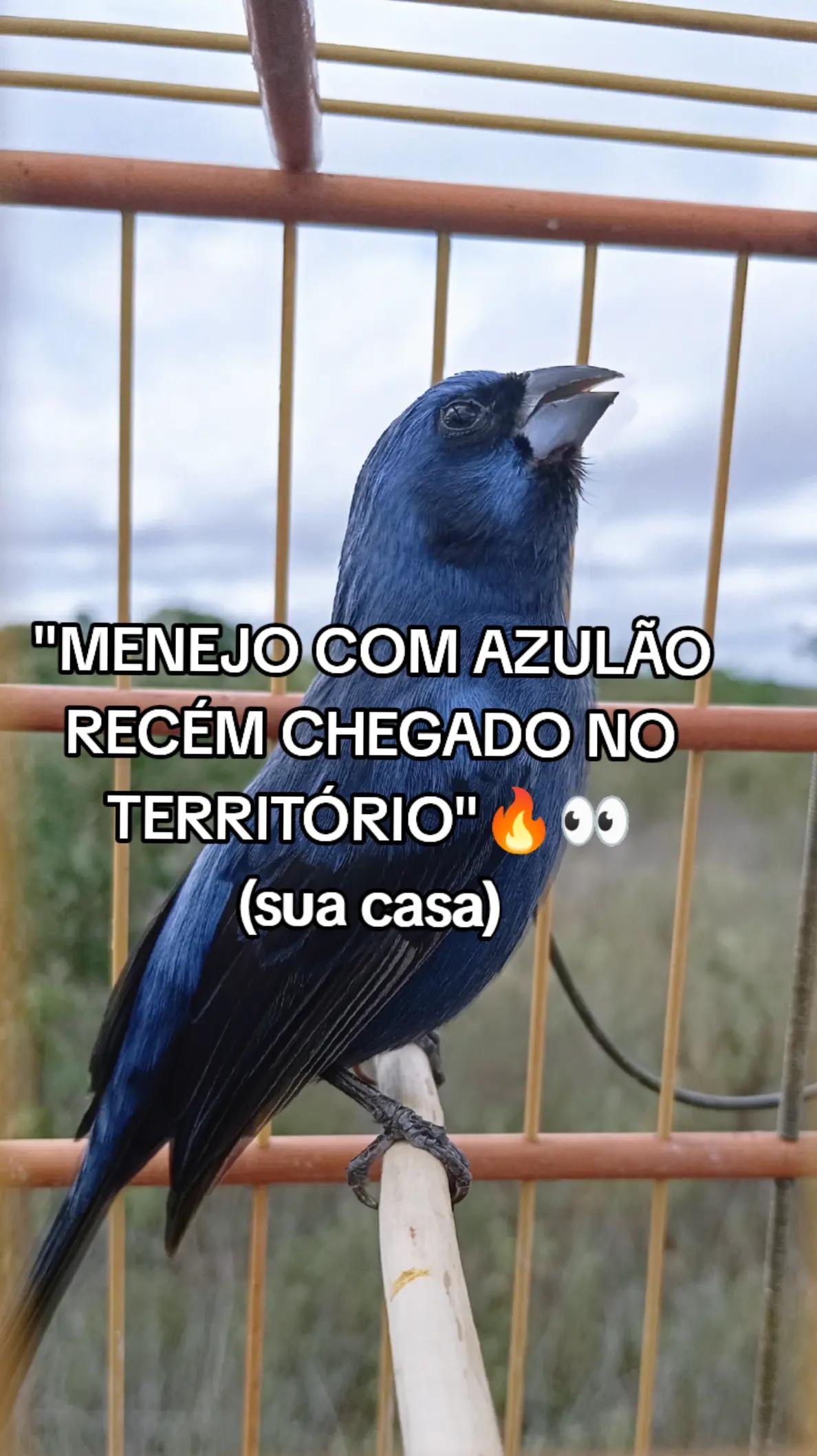 @JR_DO_AZULAOšµ