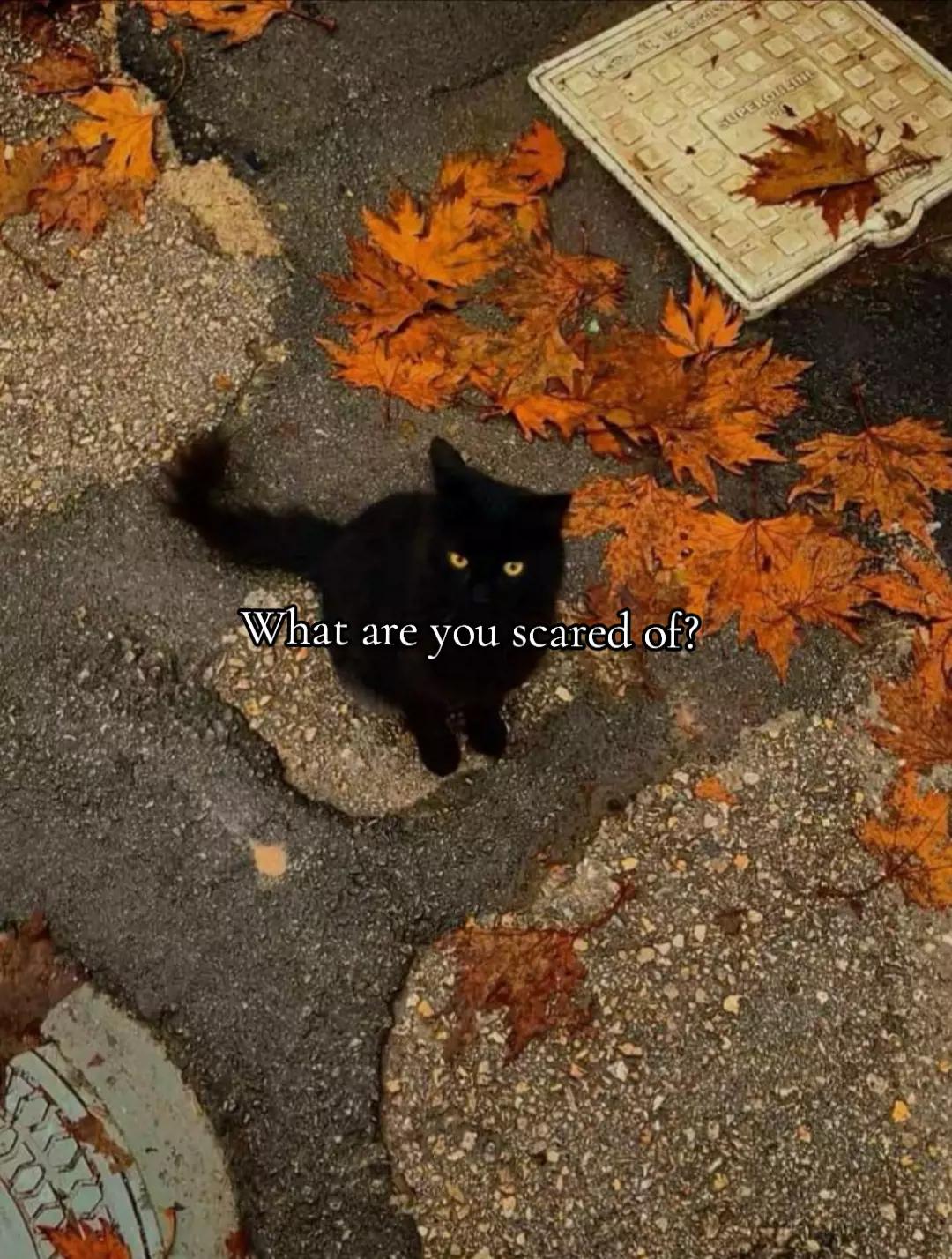 @Miss🍂