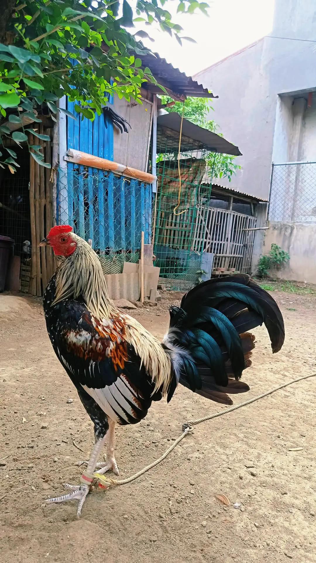 @jbt888 gamefowl