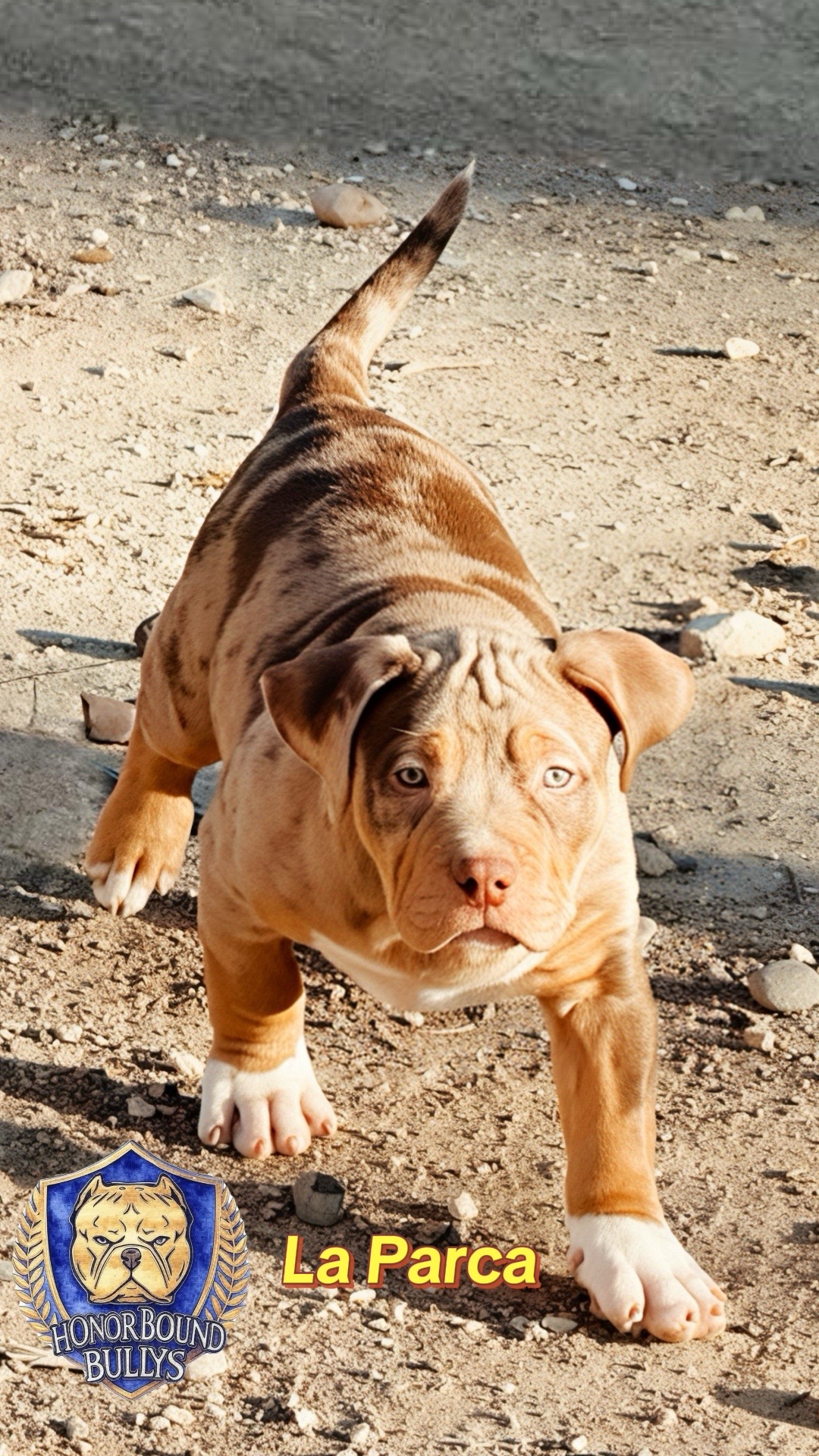 @Honorbound_Bullys