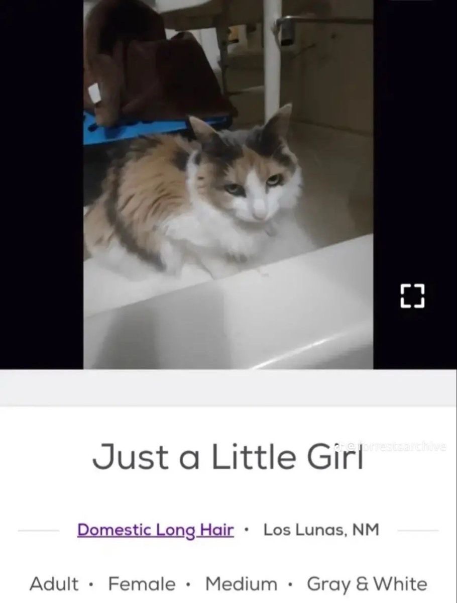 @cat memes