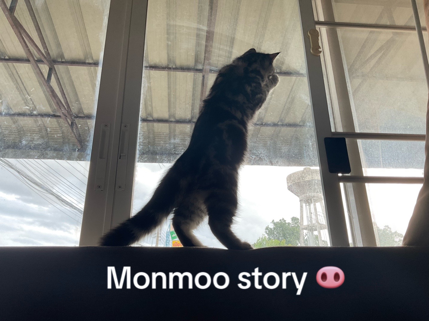 @Monmoo story🐽