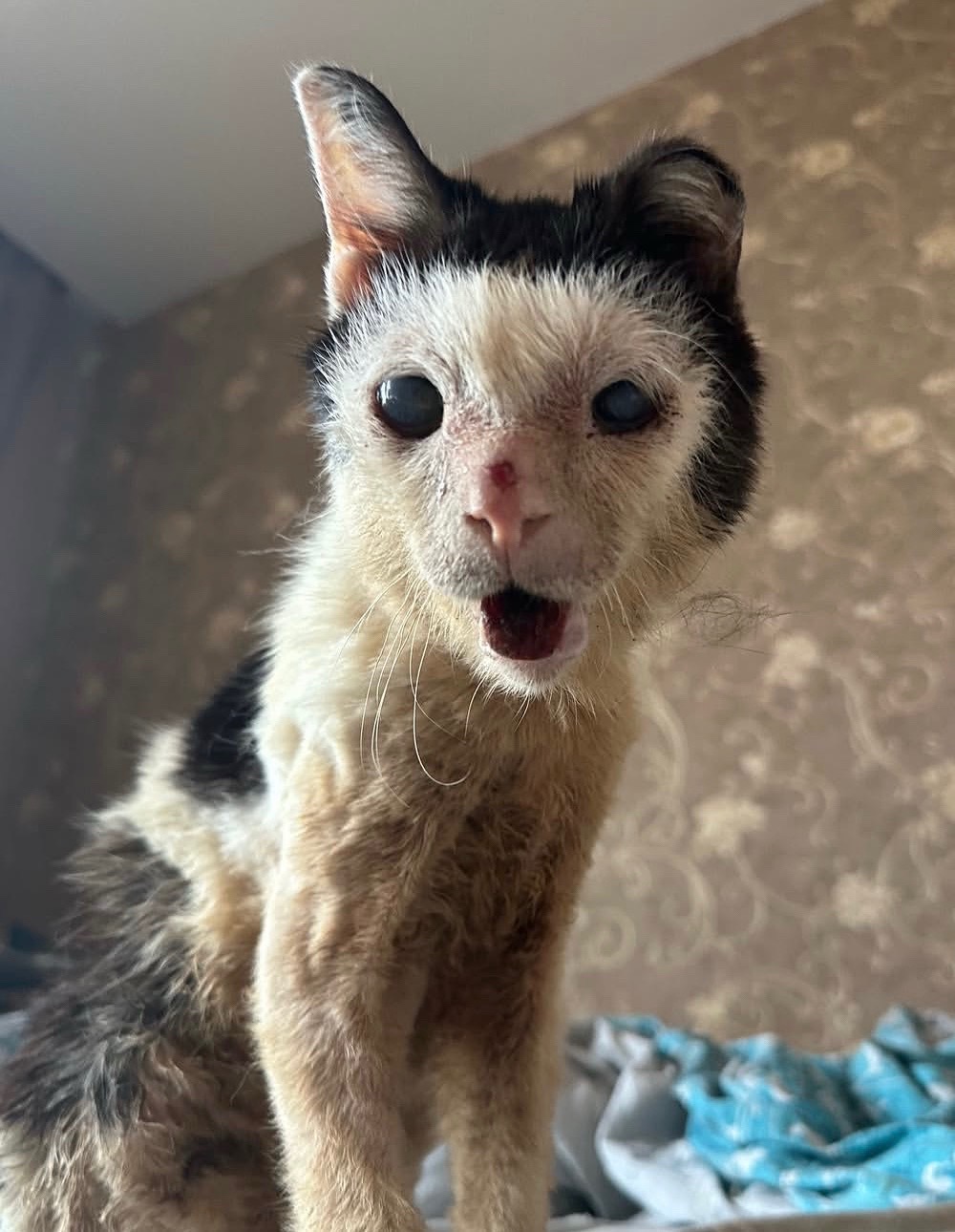 @wemakerescues