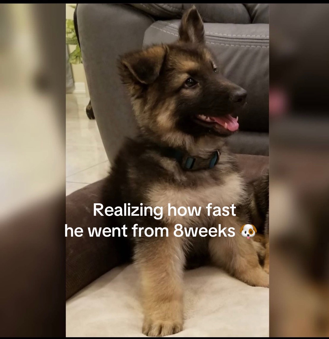 @Gunner GSD🐶