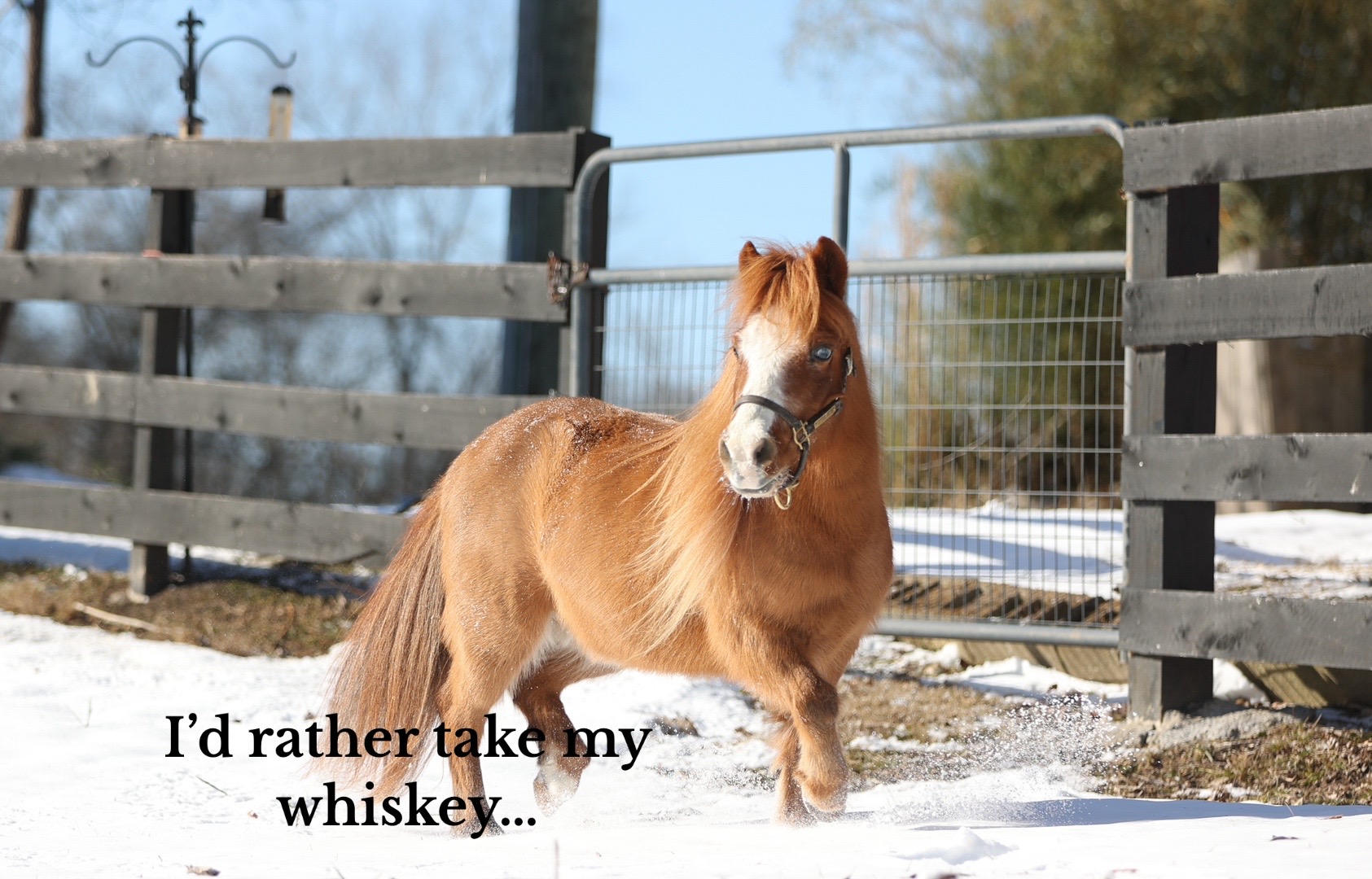 @Sarah & Patrick The Mini Horse