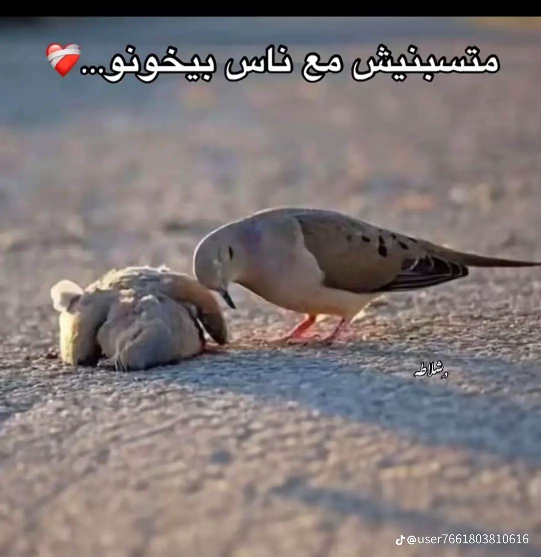 @🦅بنت الاكابر 🫀👸