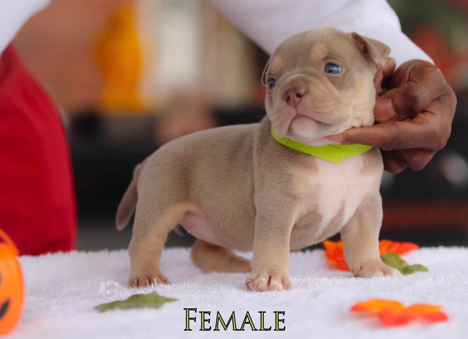 @wildtrikennels