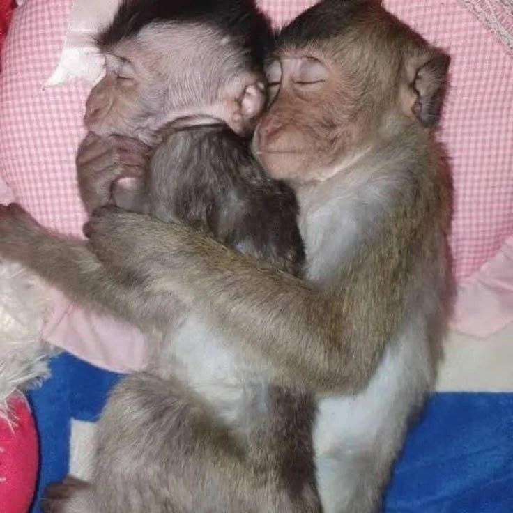 @punponious