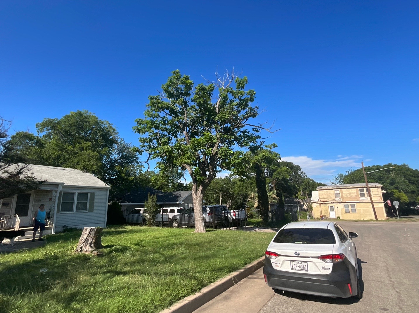@Live Oak Tree Service