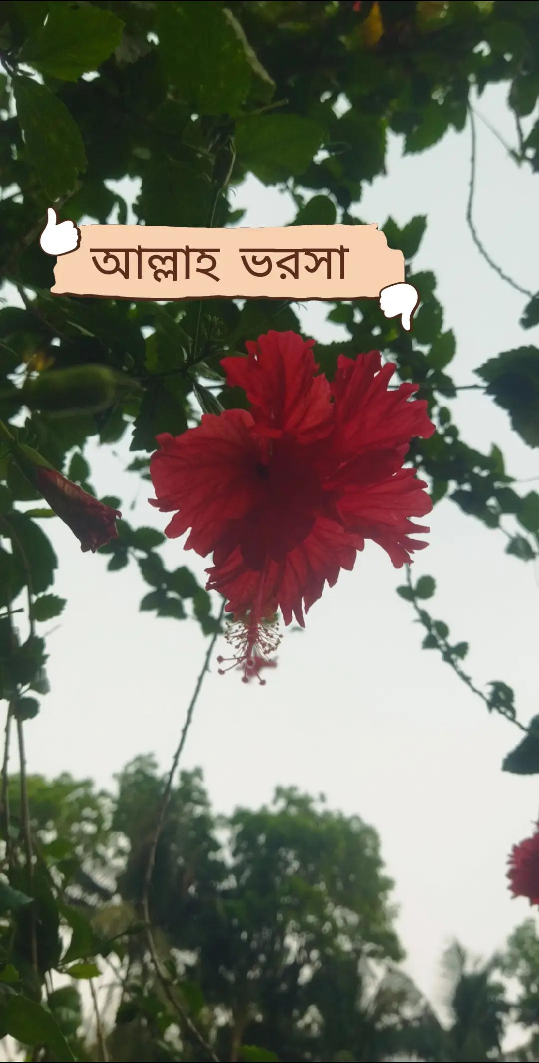 @mdmajid4903