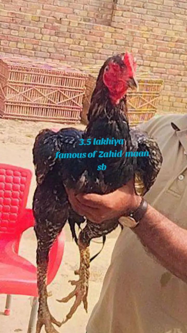 @Hafiz.aseel vilog