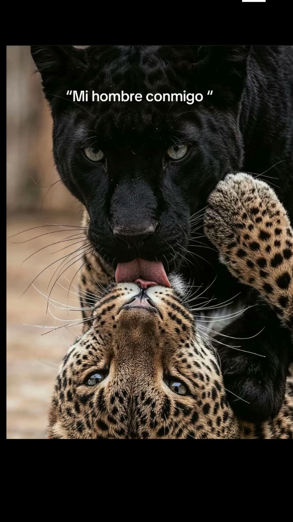@🐈⬛