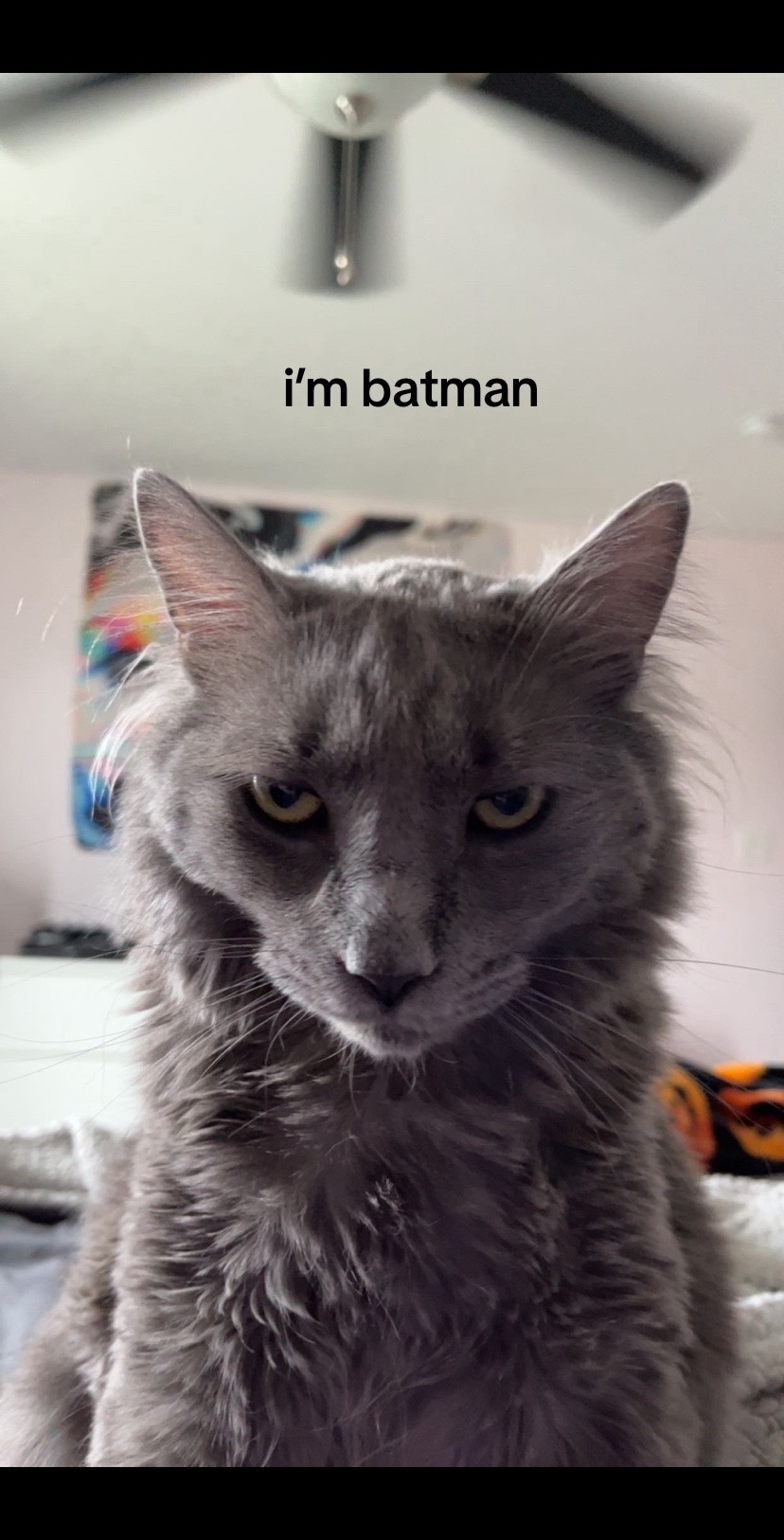 @stephanie🔮🐈⬛🌛