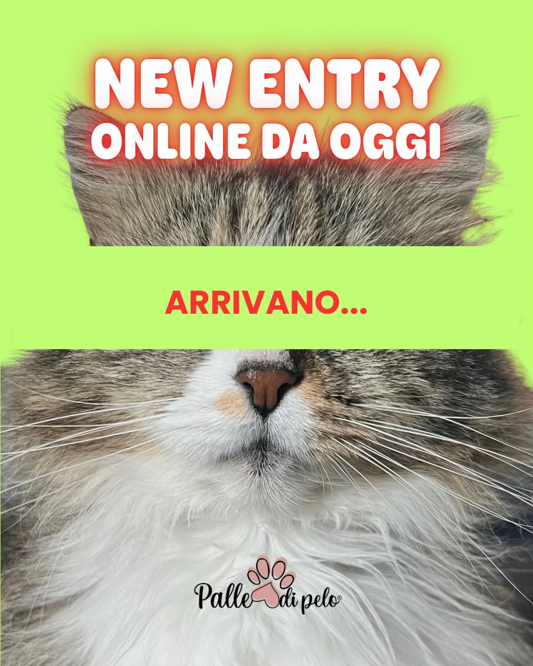 @Palle di pelo - Toelettatura