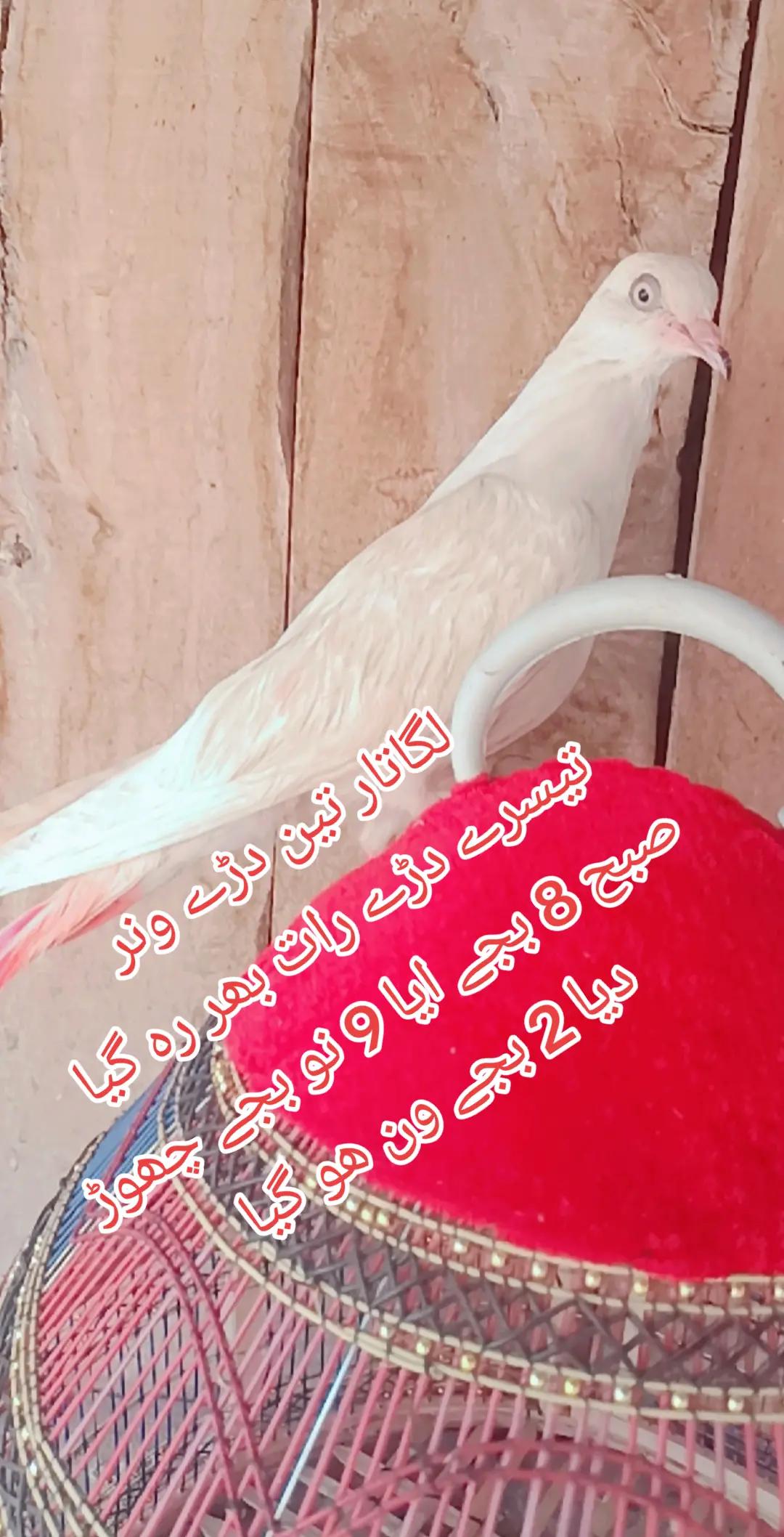 @Adnan yousaf Arrain
