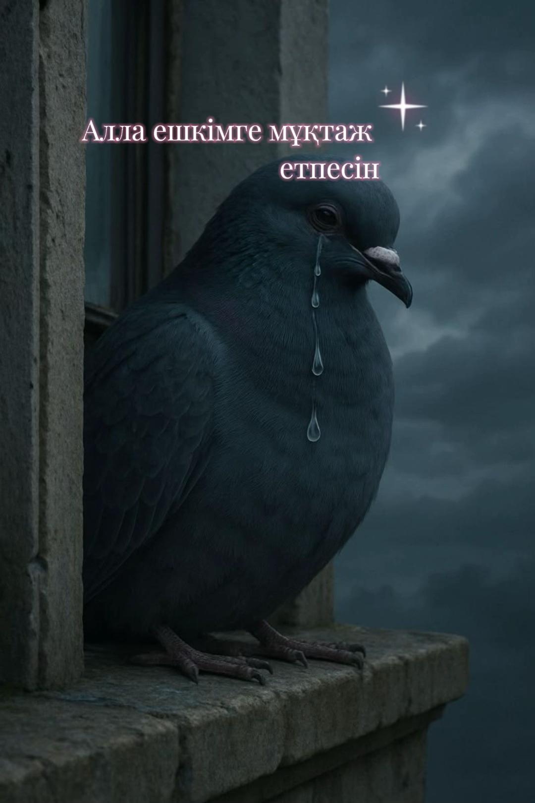 @✨Қаламқас✨