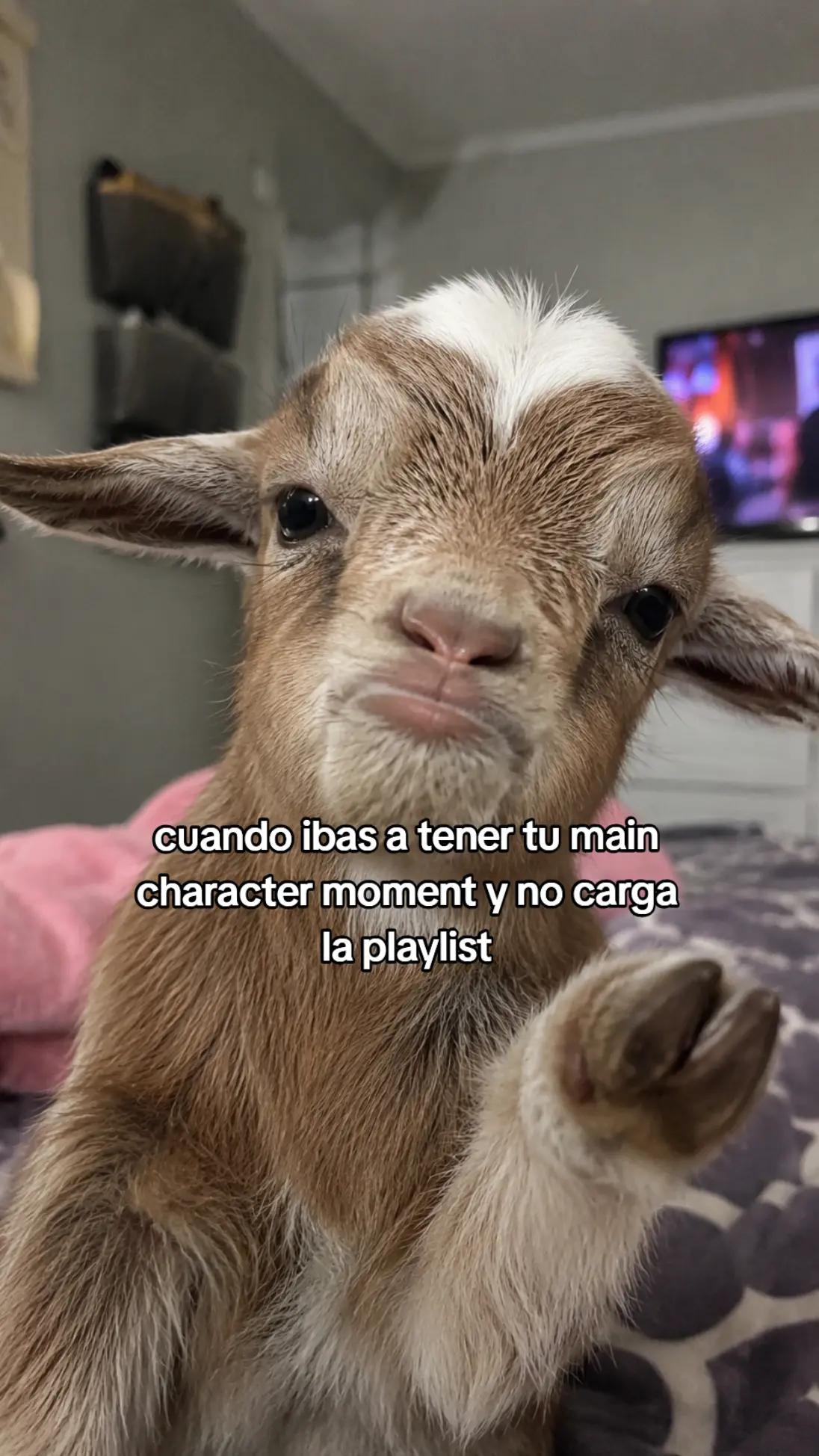 @Meulify